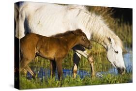 White Camargue Horse, Mother with Brown Foal, Camargue, France, April 2009-Allofs-Stretched Canvas