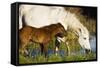 White Camargue Horse, Mother with Brown Foal, Camargue, France, April 2009-Allofs-Framed Stretched Canvas