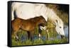 White Camargue Horse, Mother with Brown Foal, Camargue, France, April 2009-Allofs-Framed Stretched Canvas