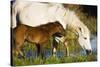 White Camargue Horse, Mother with Brown Foal, Camargue, France, April 2009-Allofs-Stretched Canvas