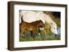 White Camargue Horse, Mother with Brown Foal, Camargue, France, April 2009-Allofs-Framed Photographic Print