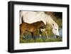 White Camargue Horse, Mother with Brown Foal, Camargue, France, April 2009-Allofs-Framed Photographic Print