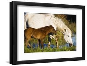 White Camargue Horse, Mother with Brown Foal, Camargue, France, April 2009-Allofs-Framed Photographic Print