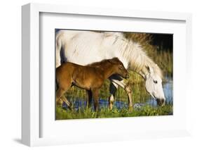 White Camargue Horse, Mother with Brown Foal, Camargue, France, April 2009-Allofs-Framed Photographic Print