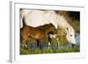 White Camargue Horse, Mother with Brown Foal, Camargue, France, April 2009-Allofs-Framed Photographic Print