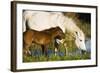 White Camargue Horse, Mother with Brown Foal, Camargue, France, April 2009-Allofs-Framed Photographic Print