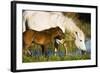 White Camargue Horse, Mother with Brown Foal, Camargue, France, April 2009-Allofs-Framed Photographic Print