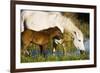 White Camargue Horse, Mother with Brown Foal, Camargue, France, April 2009-Allofs-Framed Photographic Print