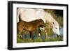 White Camargue Horse, Mother with Brown Foal, Camargue, France, April 2009-Allofs-Framed Photographic Print