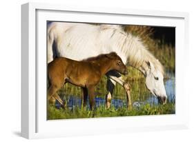 White Camargue Horse, Mother with Brown Foal, Camargue, France, April 2009-Allofs-Framed Photographic Print