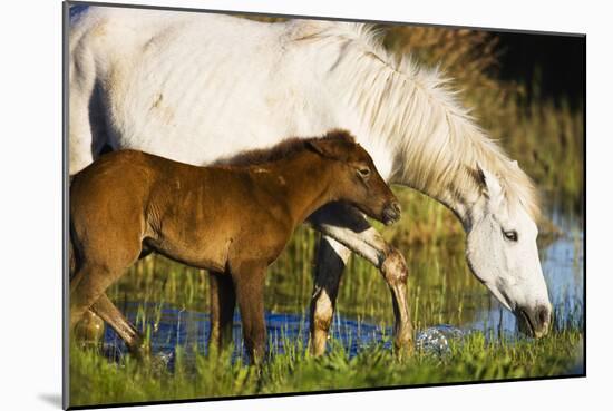 White Camargue Horse, Mother with Brown Foal, Camargue, France, April 2009-Allofs-Mounted Photographic Print