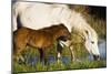 White Camargue Horse, Mother with Brown Foal, Camargue, France, April 2009-Allofs-Mounted Photographic Print