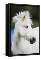 White Camargue Horse Portrait, Camargue, France, April 2009-Allofs-Framed Stretched Canvas