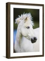 White Camargue Horse Portrait, Camargue, France, April 2009-Allofs-Framed Photographic Print