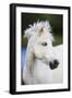 White Camargue Horse Portrait, Camargue, France, April 2009-Allofs-Framed Photographic Print