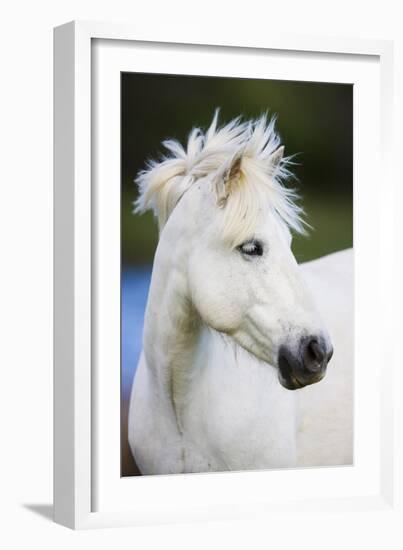 White Camargue Horse Portrait, Camargue, France, April 2009-Allofs-Framed Photographic Print