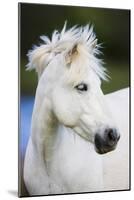 White Camargue Horse Portrait, Camargue, France, April 2009-Allofs-Mounted Photographic Print