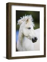 White Camargue Horse Portrait, Camargue, France, April 2009-Allofs-Framed Photographic Print