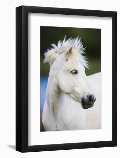 White Camargue Horse Portrait, Camargue, France, April 2009-Allofs-Framed Photographic Print