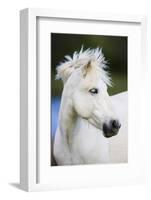 White Camargue Horse Portrait, Camargue, France, April 2009-Allofs-Framed Photographic Print