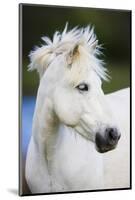 White Camargue Horse Portrait, Camargue, France, April 2009-Allofs-Mounted Photographic Print