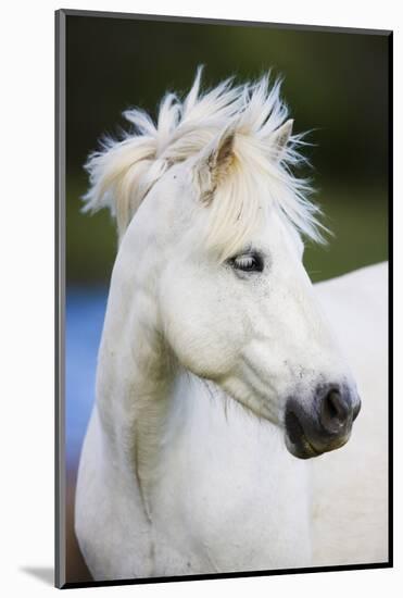 White Camargue Horse Portrait, Camargue, France, April 2009-Allofs-Mounted Photographic Print