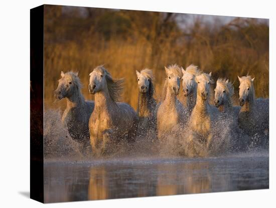 White Camargue Horse Running in Water, Provence, France-Jim Zuckerman-Stretched Canvas