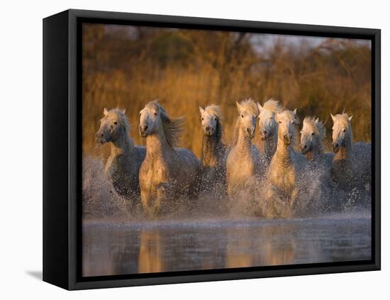 White Camargue Horse Running in Water, Provence, France-Jim Zuckerman-Framed Stretched Canvas