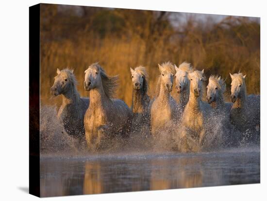 White Camargue Horse Running in Water, Provence, France-Jim Zuckerman-Stretched Canvas