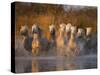 White Camargue Horse Running in Water, Provence, France-Jim Zuckerman-Stretched Canvas