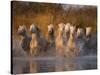 White Camargue Horse Running in Water, Provence, France-Jim Zuckerman-Stretched Canvas