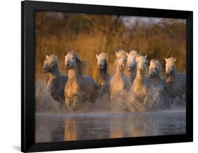 White Camargue Horse Running in Water, Provence, France-Jim Zuckerman-Framed Premium Photographic Print