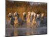 White Camargue Horse Running in Water, Provence, France-Jim Zuckerman-Mounted Photographic Print