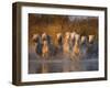 White Camargue Horse Running in Water, Provence, France-Jim Zuckerman-Framed Photographic Print