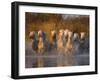 White Camargue Horse Running in Water, Provence, France-Jim Zuckerman-Framed Photographic Print