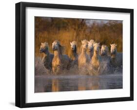 White Camargue Horse Running in Water, Provence, France-Jim Zuckerman-Framed Photographic Print