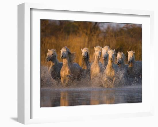 White Camargue Horse Running in Water, Provence, France-Jim Zuckerman-Framed Photographic Print