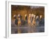 White Camargue Horse Running in Water, Provence, France-Jim Zuckerman-Framed Photographic Print