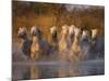 White Camargue Horse Running in Water, Provence, France-Jim Zuckerman-Mounted Photographic Print