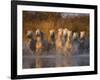 White Camargue Horse Running in Water, Provence, France-Jim Zuckerman-Framed Photographic Print