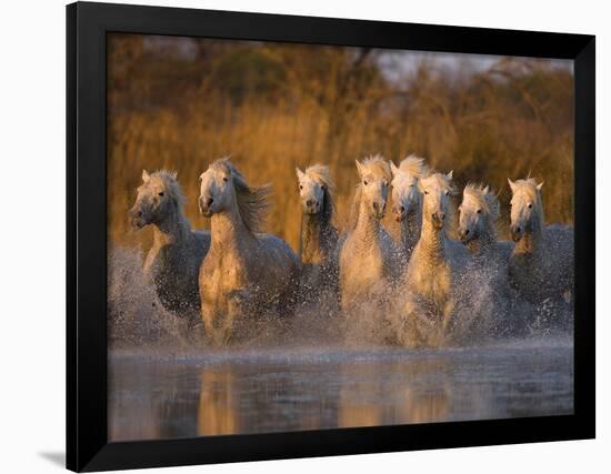 White Camargue Horse Running in Water, Provence, France-Jim Zuckerman-Framed Photographic Print