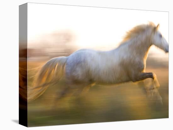 White Camargue Horse Running, Provence, France-Jim Zuckerman-Stretched Canvas