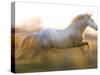 White Camargue Horse Running, Provence, France-Jim Zuckerman-Stretched Canvas
