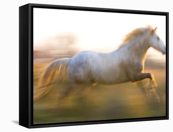 White Camargue Horse Running, Provence, France-Jim Zuckerman-Framed Stretched Canvas