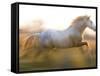 White Camargue Horse Running, Provence, France-Jim Zuckerman-Framed Stretched Canvas