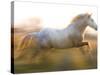 White Camargue Horse Running, Provence, France-Jim Zuckerman-Stretched Canvas