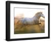 White Camargue Horse Running, Provence, France-Jim Zuckerman-Framed Photographic Print