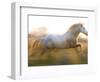 White Camargue Horse Running, Provence, France-Jim Zuckerman-Framed Photographic Print