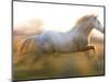 White Camargue Horse Running, Provence, France-Jim Zuckerman-Mounted Photographic Print