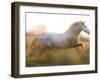 White Camargue Horse Running, Provence, France-Jim Zuckerman-Framed Photographic Print